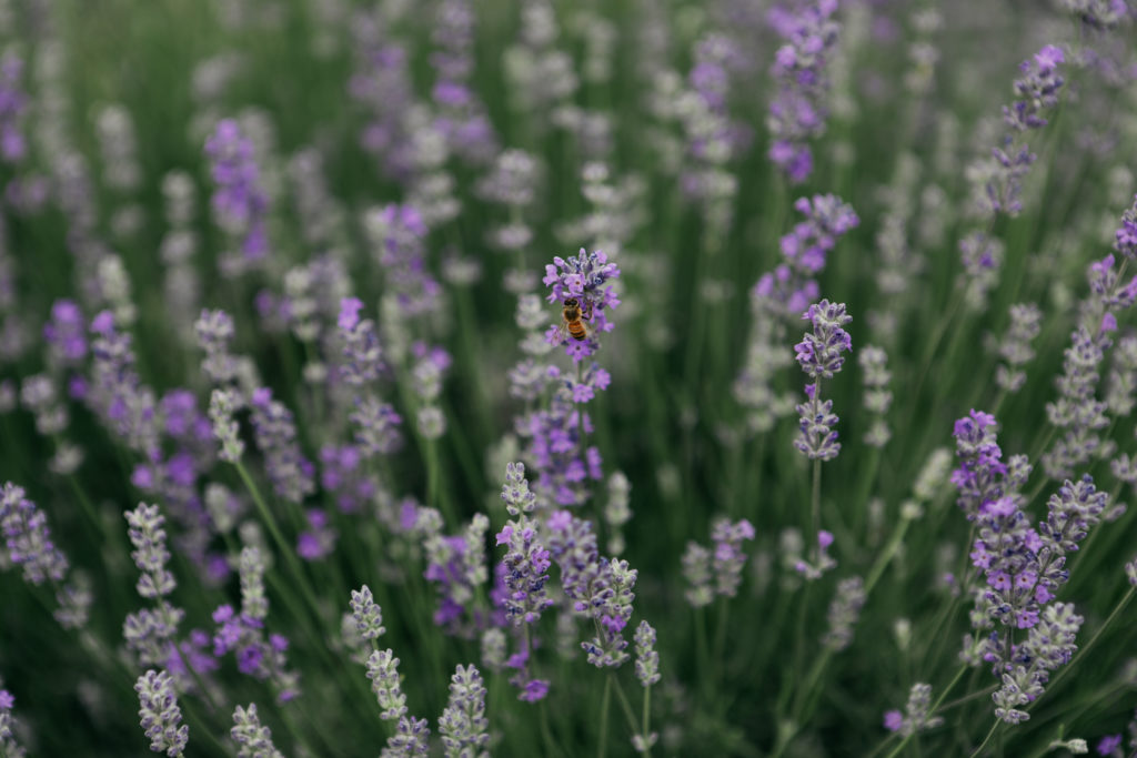 Lavendel mit biene 48192006756_465bfd313f_o