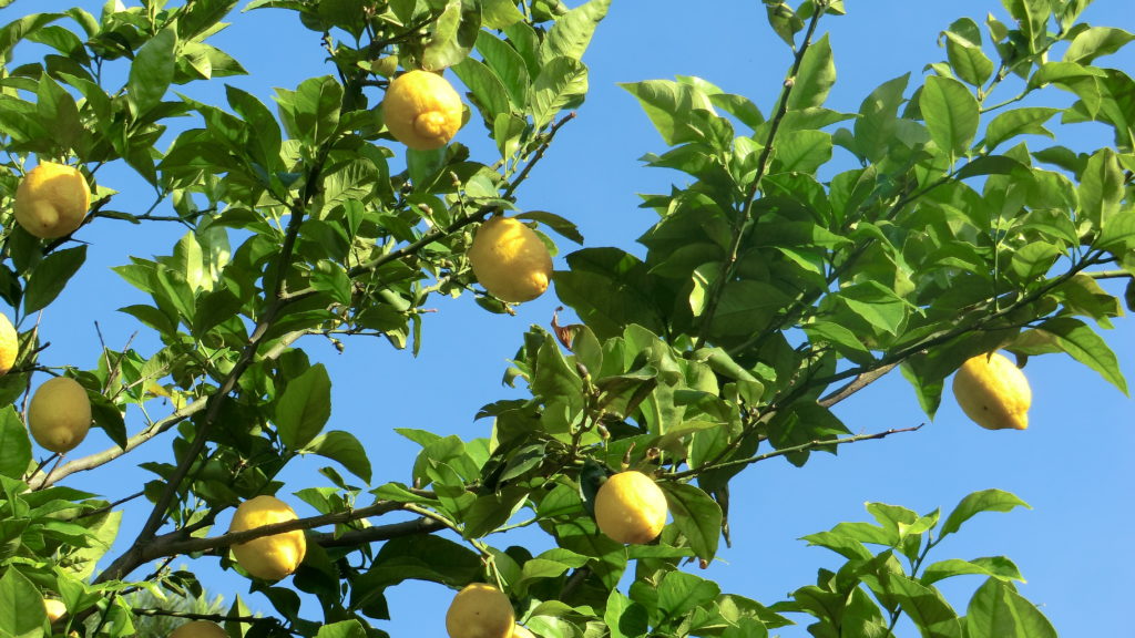 Zitronenbaum