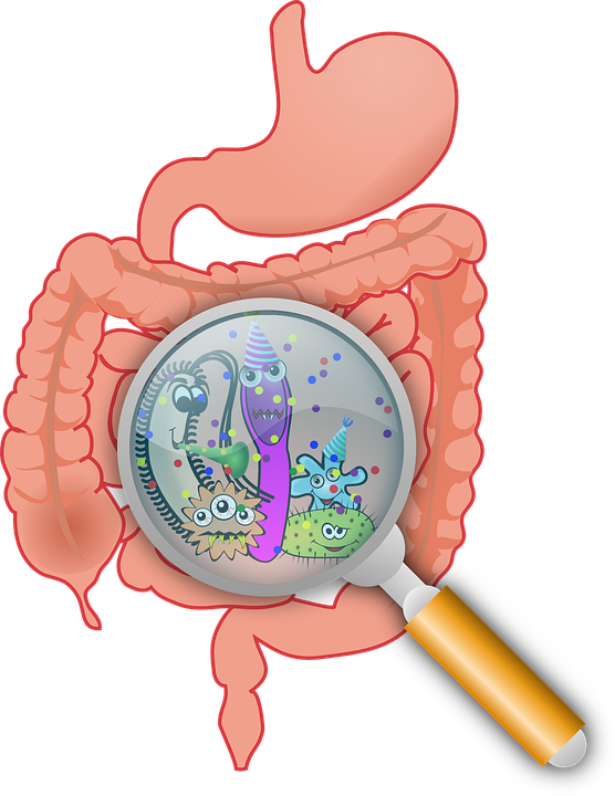 anatomy-160524_960_720 (1)